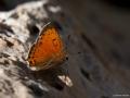 Lycaena asabinus (Anadolu Ateşgüzeli)